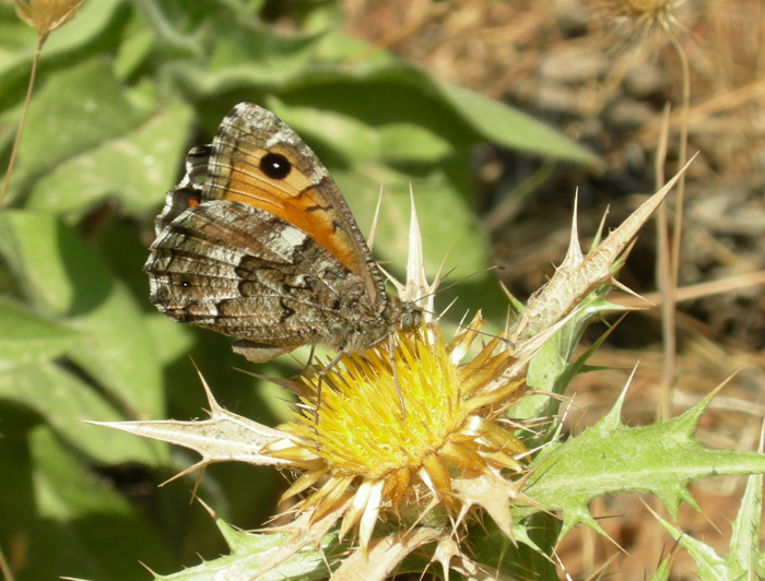 Argynnis elisa